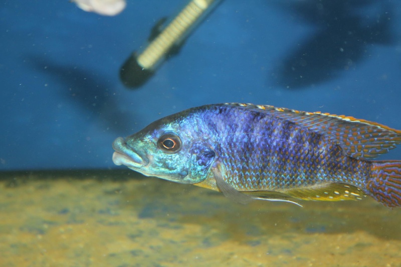 Protomelas ornatus 'Masinje'